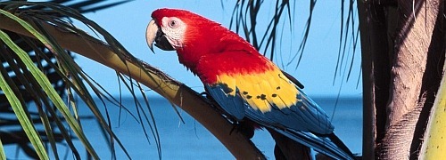 parrot parrot